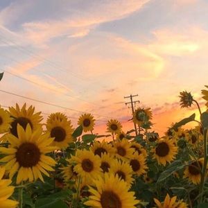 Meet your Posher, Gillian